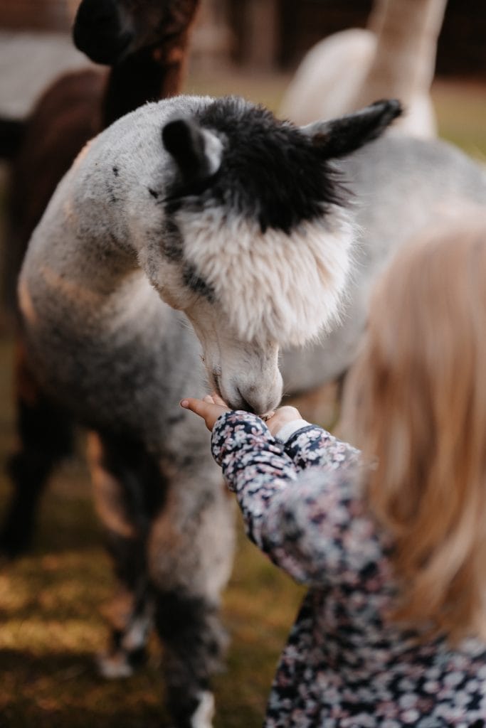 Freundliches Lama streicheln im Naturpark für nachhaltigen Tourismus und Tierwohl.