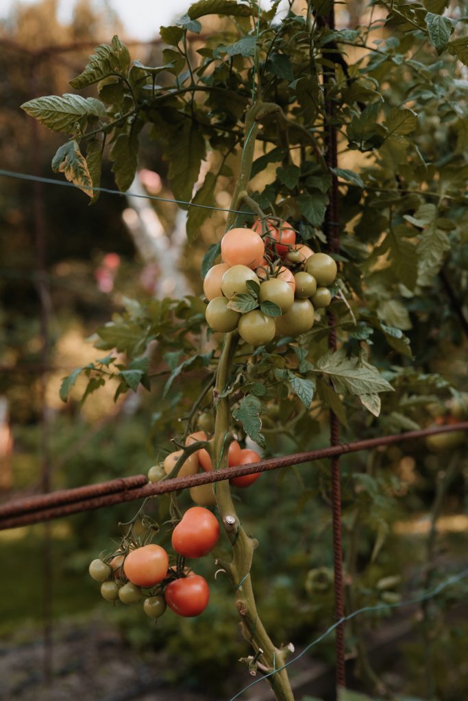 Saftige Tomaten auf dem Gartenspalierten an einem sonnigen Tag.