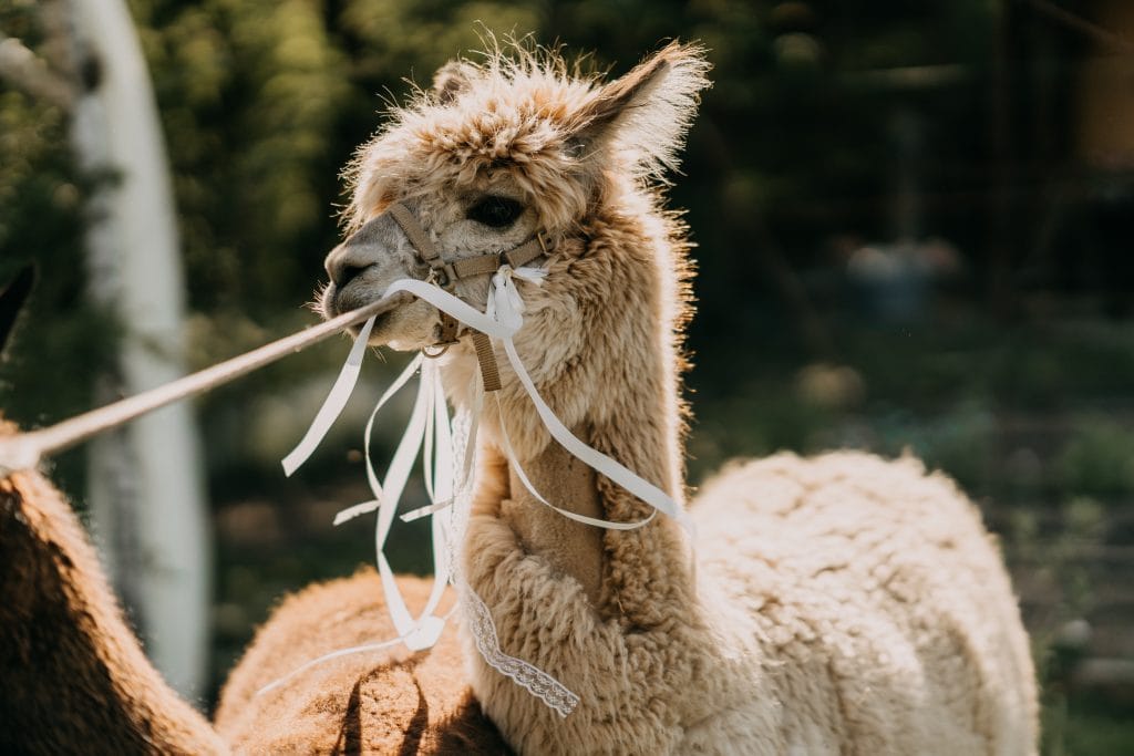 Alpaka mit Halsband und Schleife, schön beleuchtet, entspannt in natürlicher Umgebung.