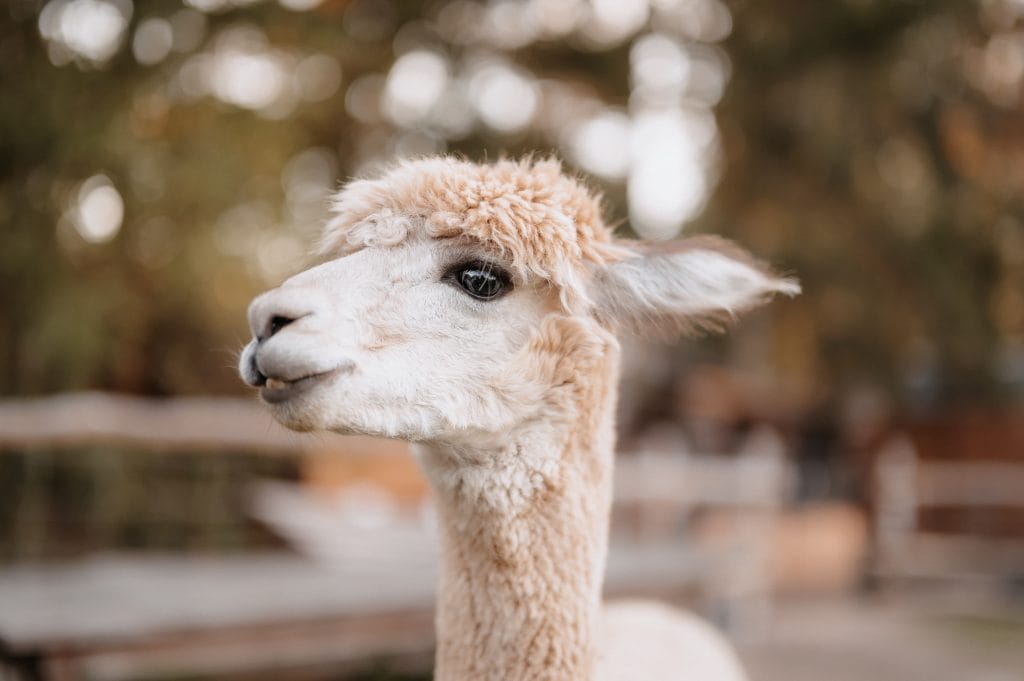 Hübsches Llama im Tierpark, Natur, Entspannung, Berlin.