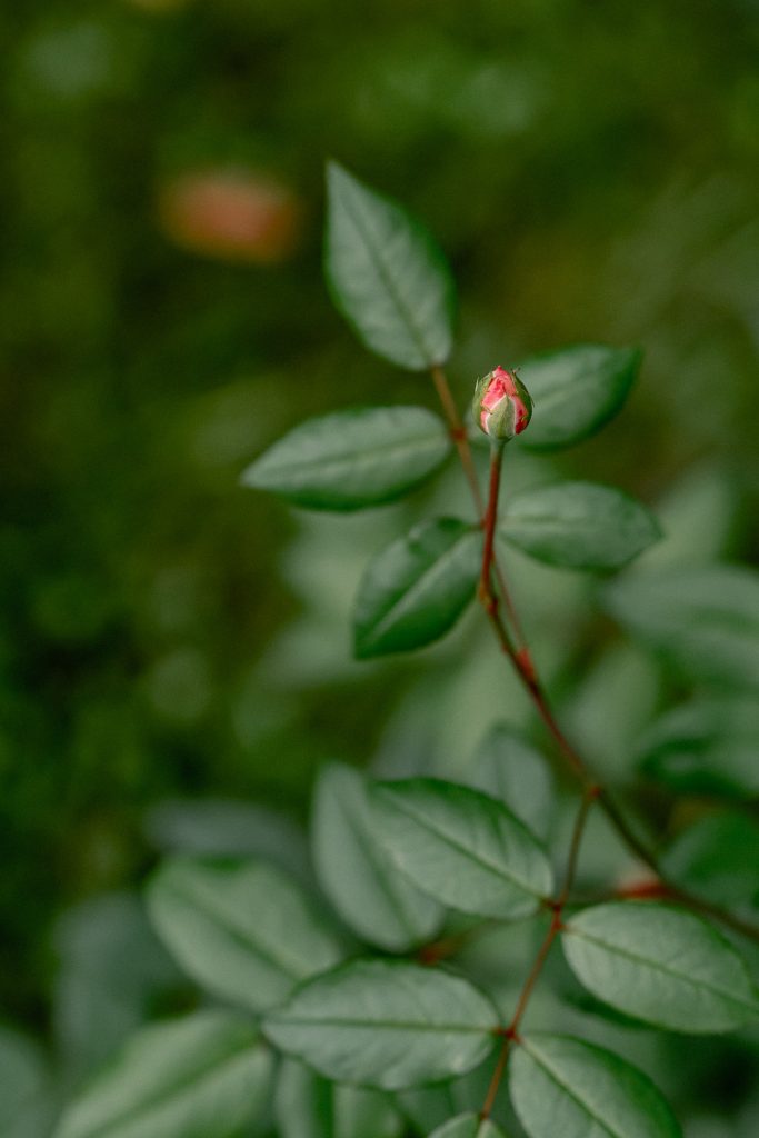 1. Nahaufnahme einer Rosenknospe auf einem grünen Blatt.