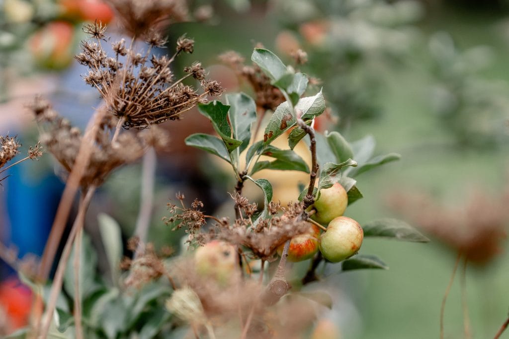 BIO-Obstanlage mit reifen Äpfeln auf dem Bio-Hof Gut Leben in Berlin.