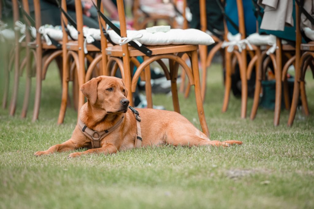Entspannter Hund bei Gut Leben Berlin, Tierwohl, Natur, nachhaltige Lebensweise, Gemeinschaft.