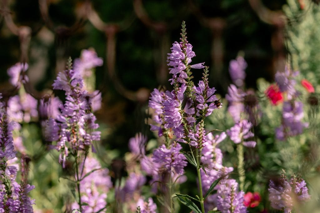 Blaue Lavendelblüten im Garten, ideal für Entspannung und Aromatherapie.