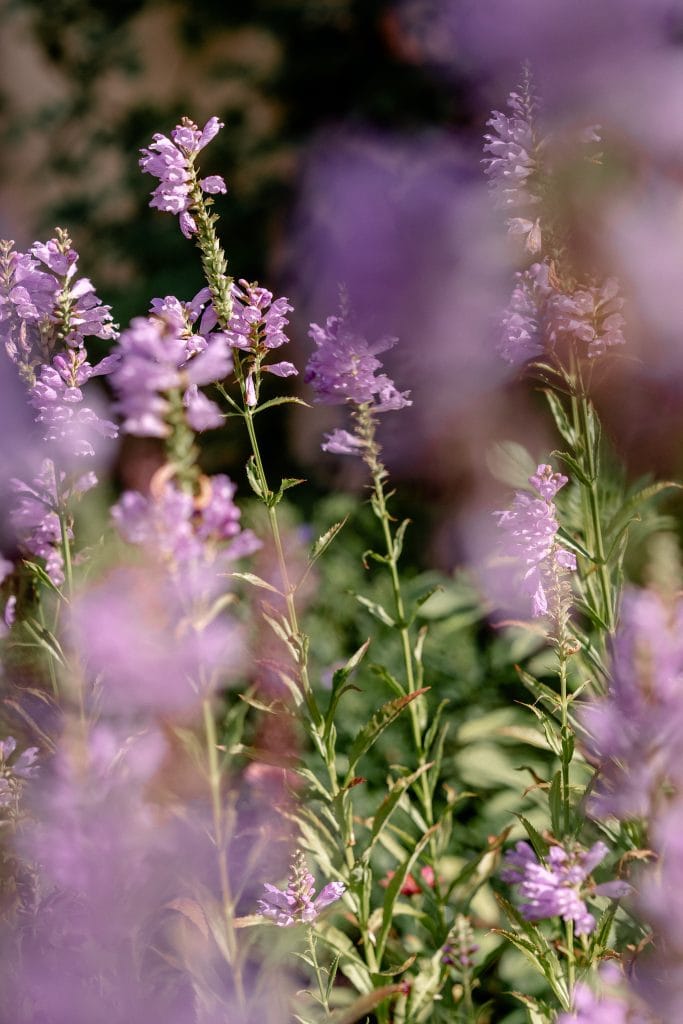 Bunte Lavendelblüten im Garten für natürliche Heilung und Wohlbefinden.