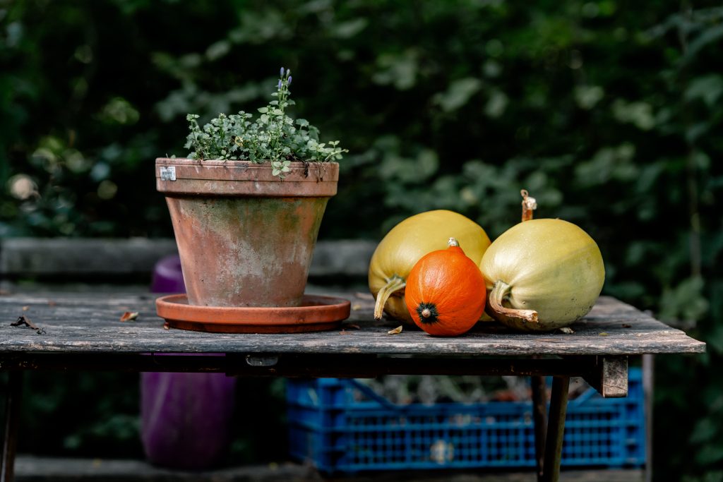 Frühnesschönes Gartentablett mit Topfpflanze und Kürbissen.