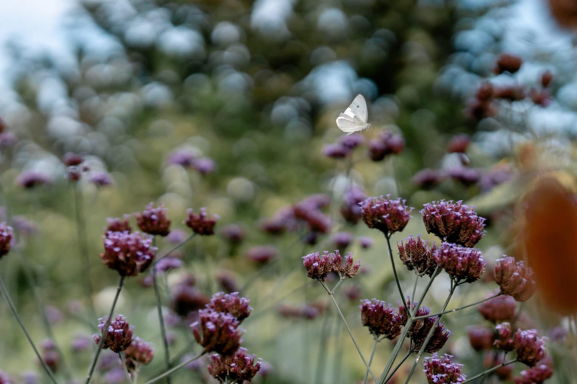 Biene auf lila Wildblumen in einem naturnahen Garten bei Gut Leben Berlin.
