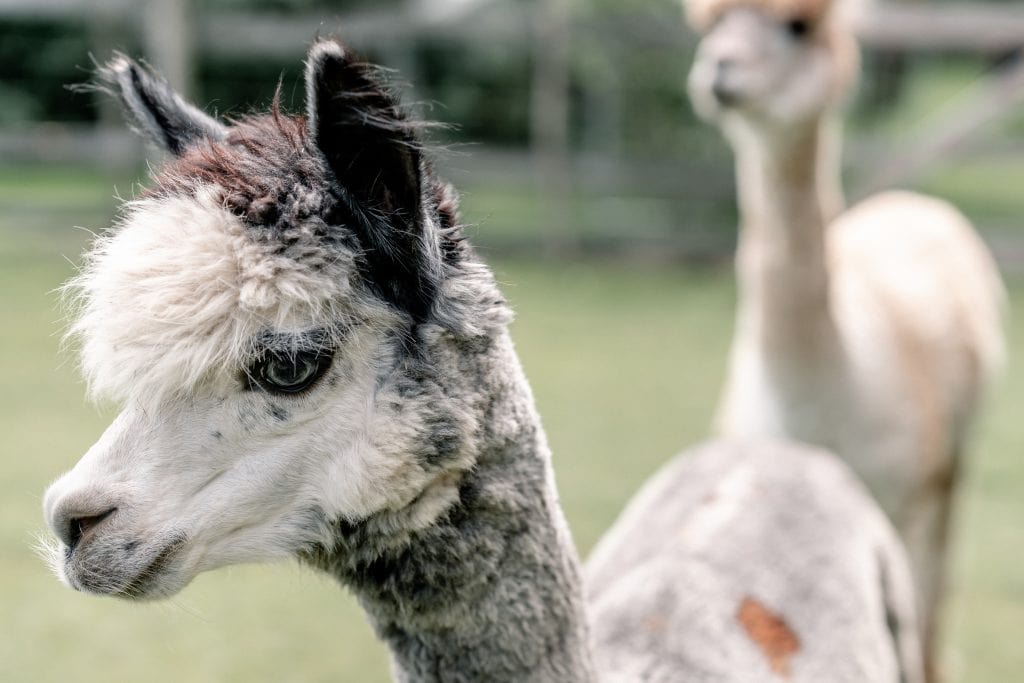 Verspieltes Lama-Pärchen auf Gut Leben Berlin inmitten der Natur.