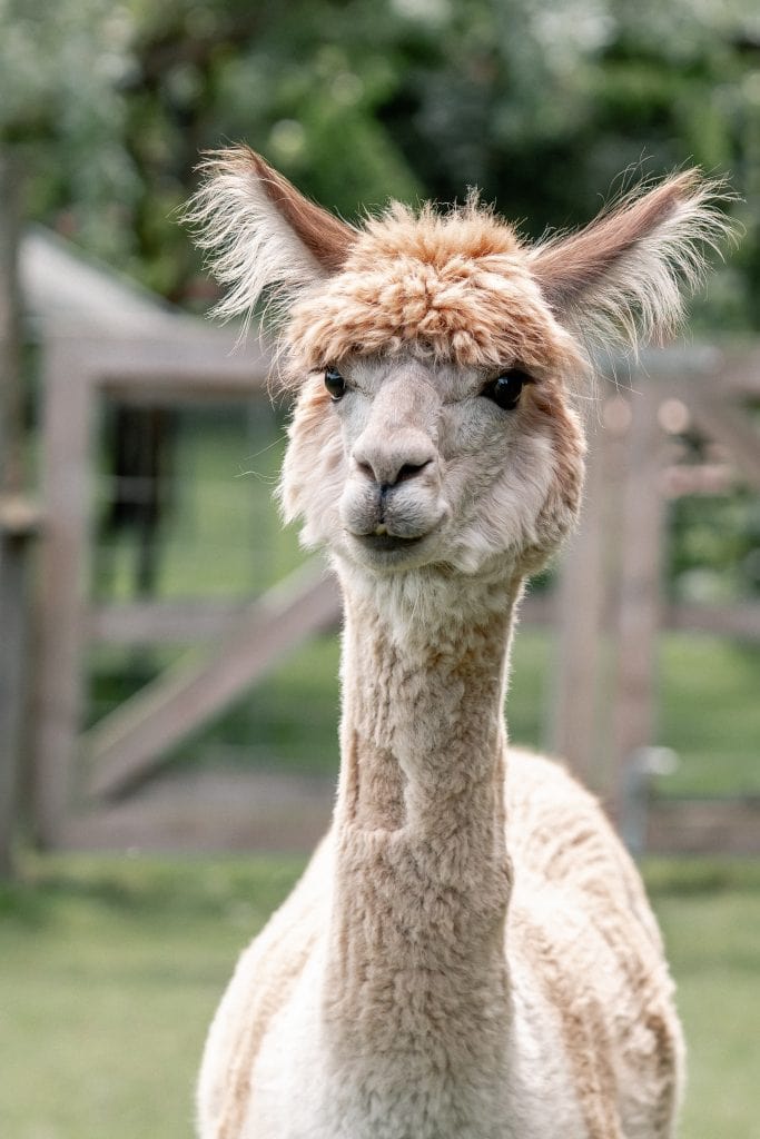 Alpaca im Tierpark, Nahaufnahme, Natur, Tierliebe, Ruhe, Naturerlebnis, Berliner Tierpark, Tierpark Berlin, Tierwelt, Tierbeobachtung.