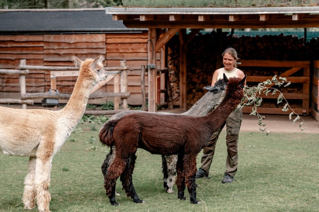 Alpaka und Lama in einem nachhaltigen Tierhotel in Berlin, Naturerlebnis und Entspannung genießen.