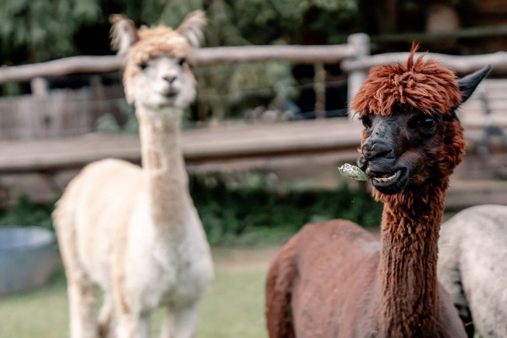 Alpaka mit Futters dy jahr der Lama-Wanderung bei Gut Leben Berlin.