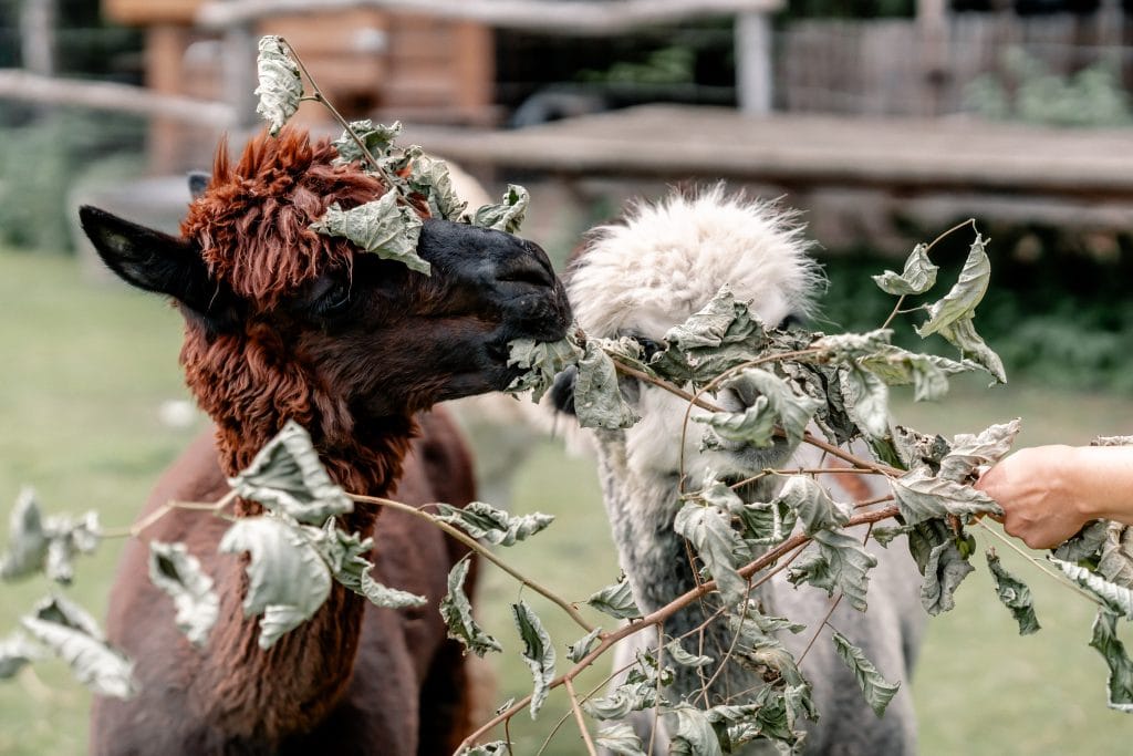 Alpaka mit Bioprodukten, nachhaltige Landwirtschaft, Naturerlebnis.