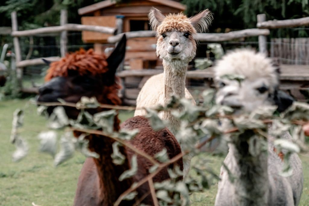 Altes Alpaka auf Gut Leben Berlin, naturnah und tierfreundlich gehalten.
