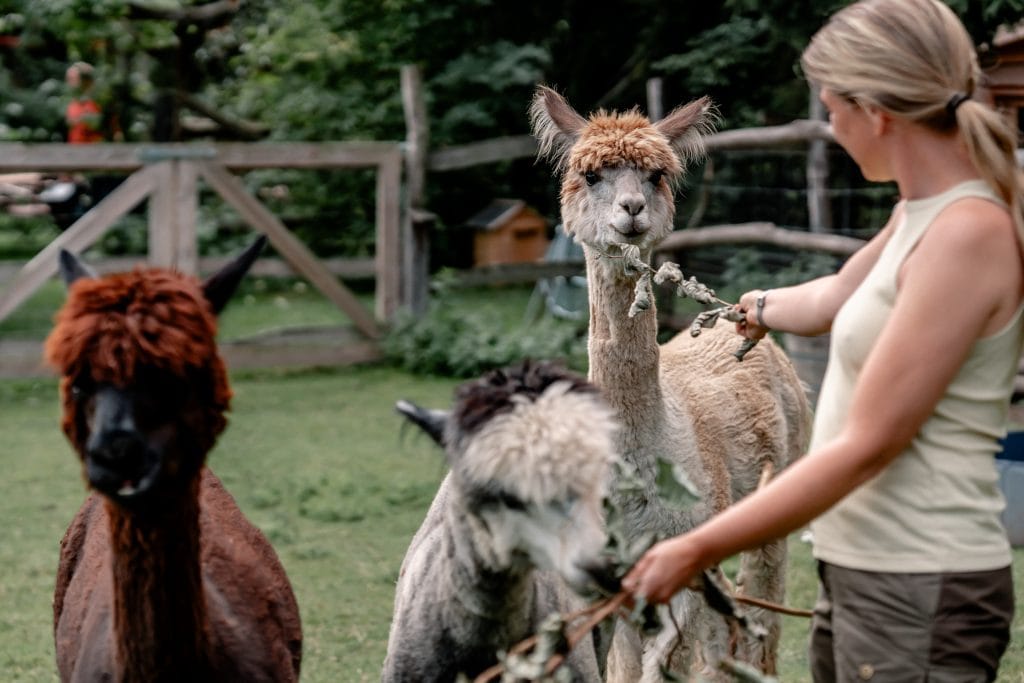 Arbeiten mit Alpakas und Lamas auf einem Hof in Berlin, nachhaltige Tiererlebnisse für Familien.