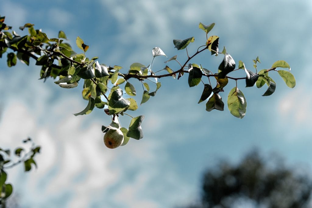 Äpfel am Ast, Natur, Bio-Obst, Garten, Umweltschutz.