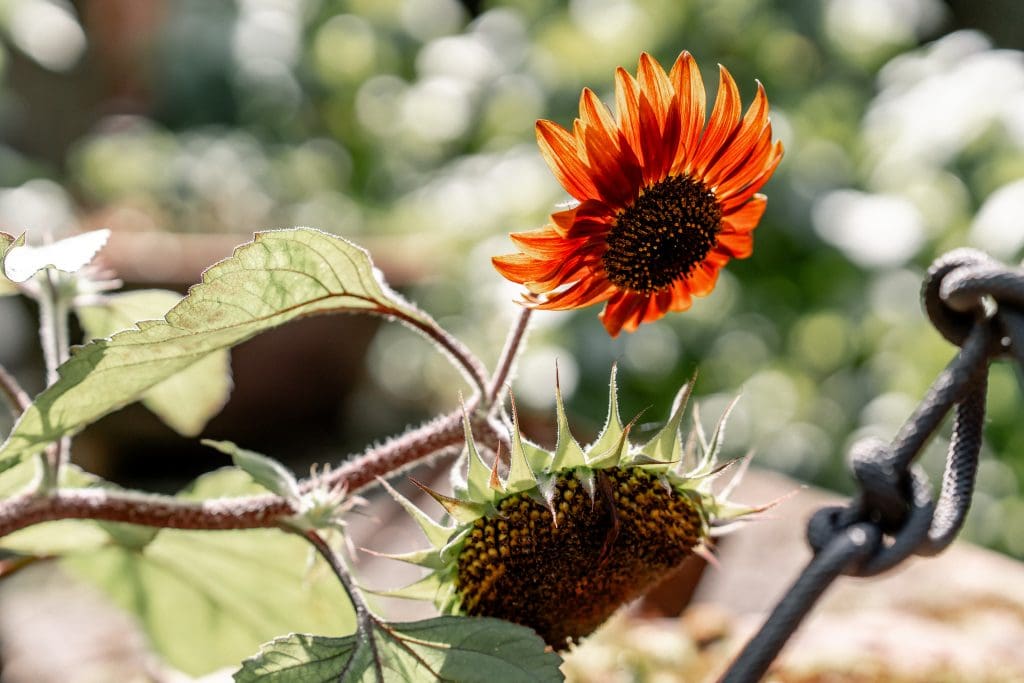 Leuchtende Sonnenblume in Garten, nachhaltige Ernährung, Natur, Bio-Garten, Gesundheit.