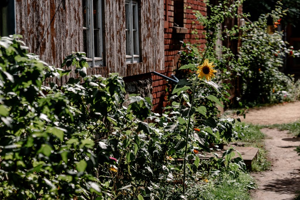 Bunte Gartenblumen vor historischem Fachwerkhaus in Berlin, idyllische Atmosphäre.