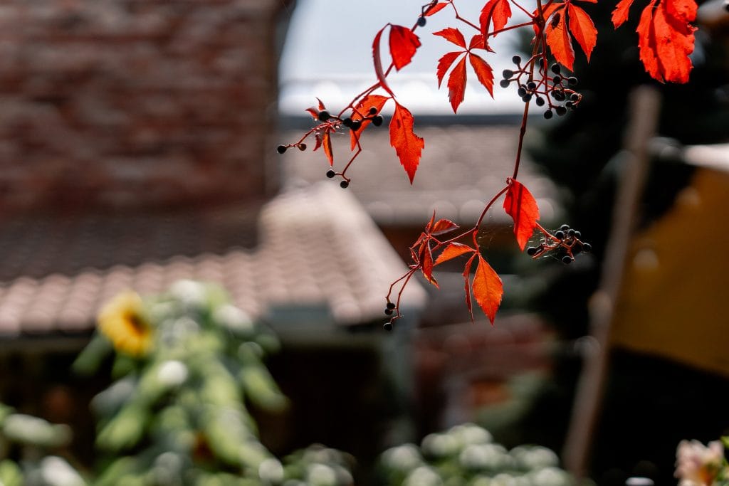 Farbige Herbstblätter und Beeren vor Dach und Mauer, natürliche Gartendeko im Berliner Garten.