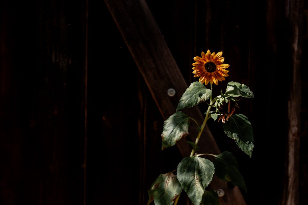 Lebendige Sonnenblume in dunklem Hintergrund, Natur, Garten, Pflanzen, Gartenpflege.