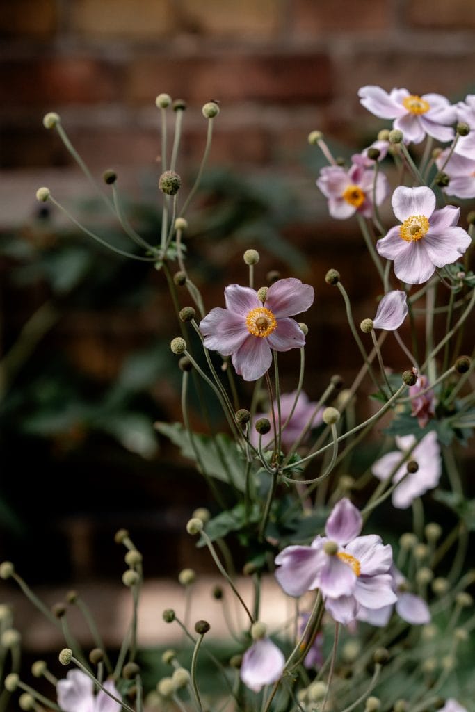 Zarte Bl&uuml;ten im Garten von Gut Leben Berlin, f&uuml;r eine gesunde und nachhaltige Lebensweise.