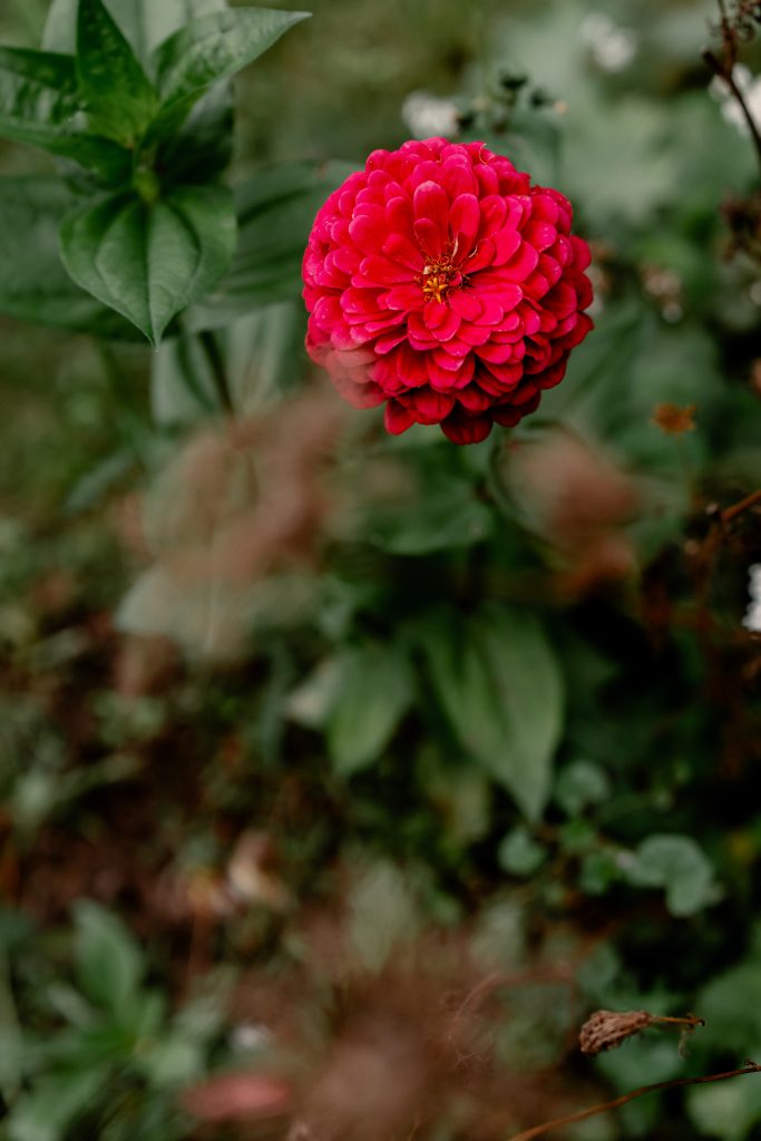 - Bunte Dahlie im Garten, nachhaltige Gartentipps, biologischer Anbau, nat&uuml;rliche Gartenpflege.