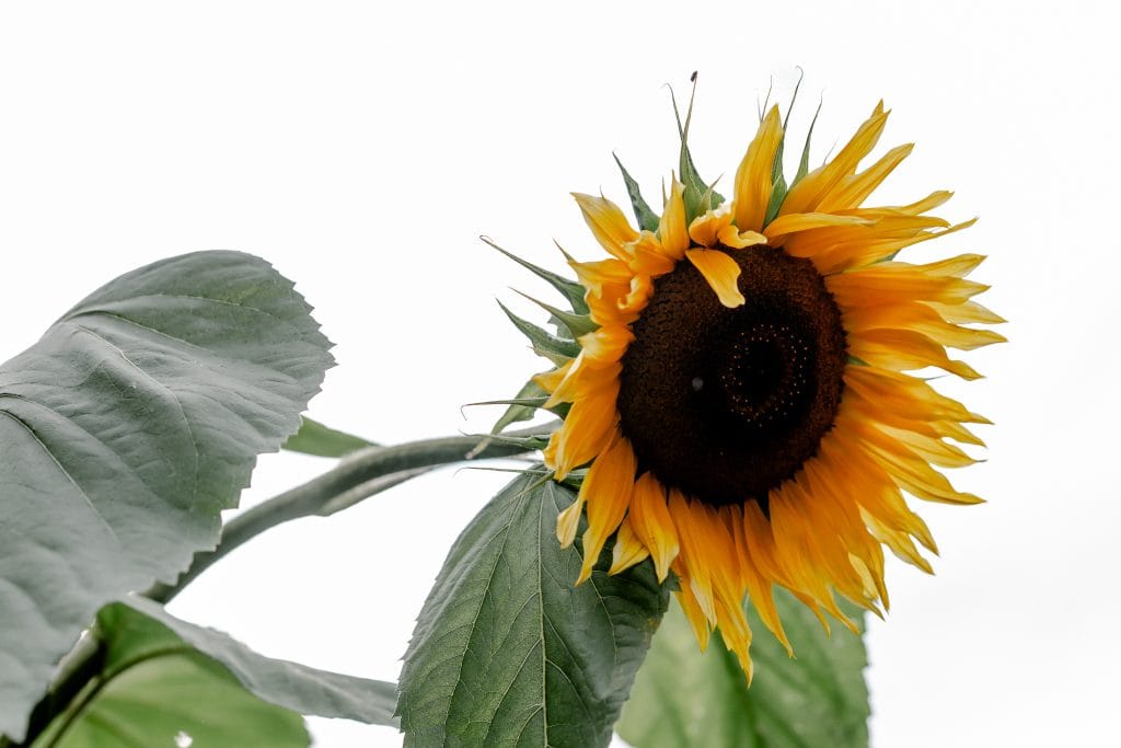 Sonnenblume mit gr&uuml;nen Bl&auml;ttern, nat&uuml;rlicher Gesundheits- und Wohlf&uuml;hlraum, nachhaltiges Leben.