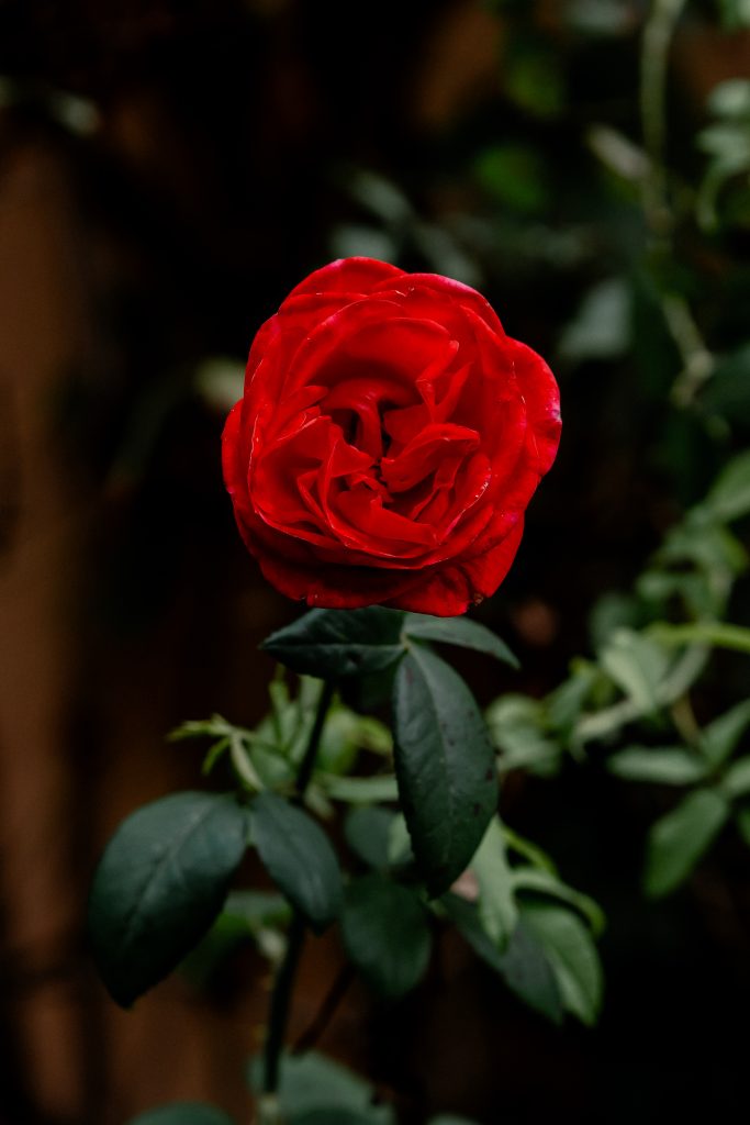 Sommerrose in gr&uuml;nem Garten, sch&ouml;n bl&uuml;hend, Symbol f&uuml;r Natur und Lebensqualit&auml;t.