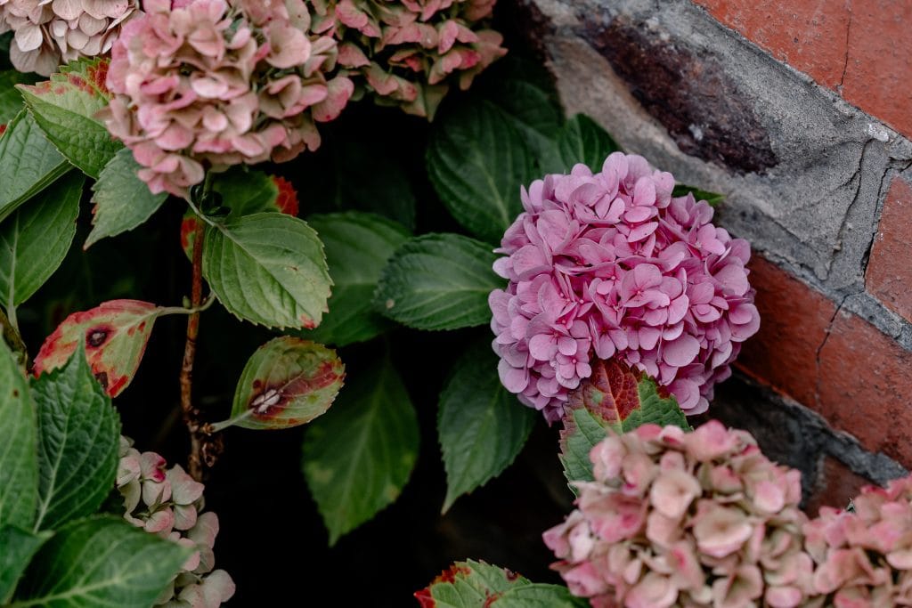 Bunte Hortensien vor einer Ziegelmauer, Natur und Garten, Fokus auf Pflanzen.