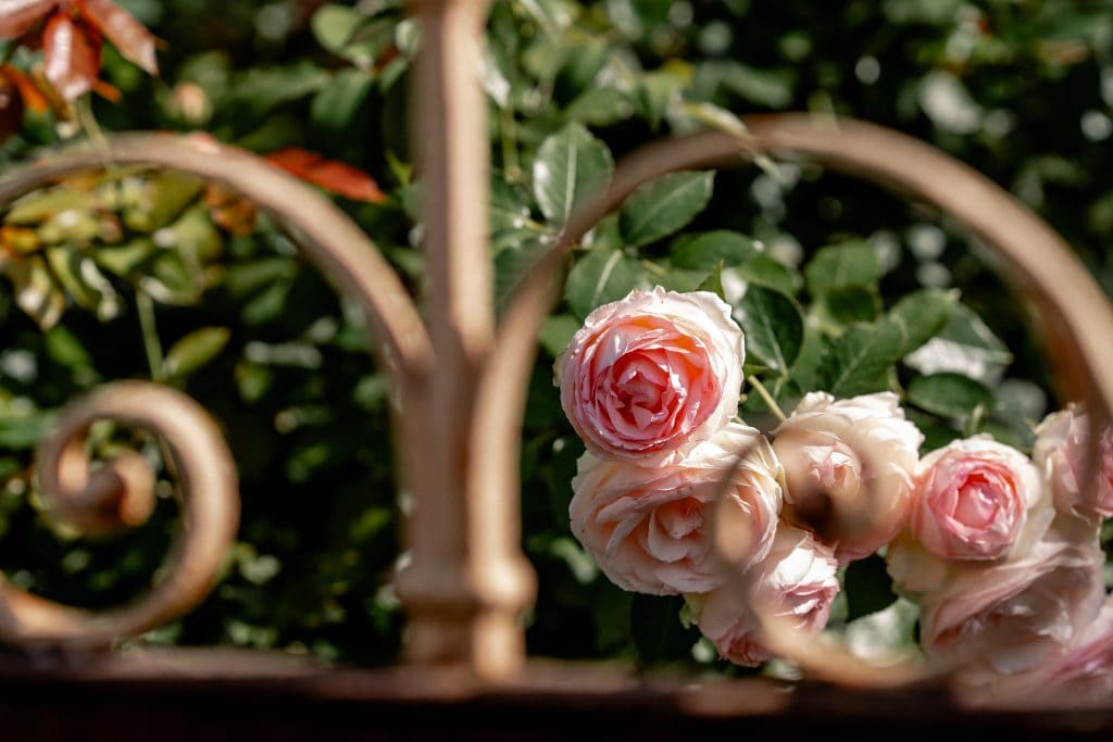 Zartrosa Rosen im Garten, umgeben von grünen Blättern, ruhige Naturerfahrung.