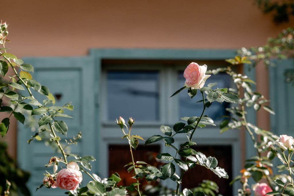 Fhr Rosen im Garten vor einem blauen Fensterrahmen, romantisches und ländliches Ambiente.