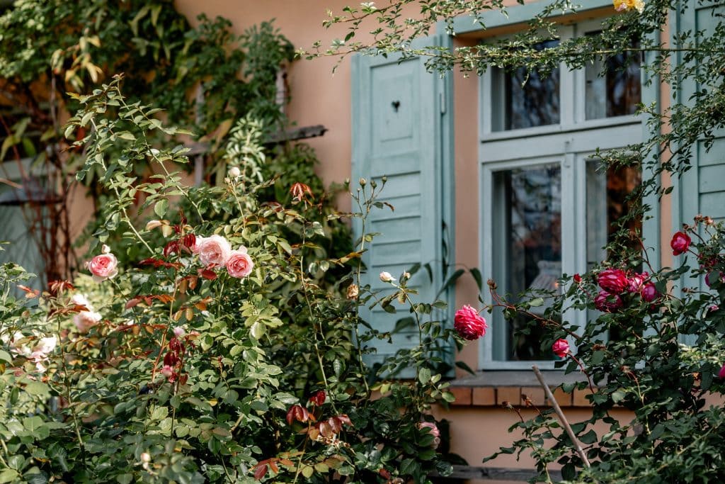 Blumen, Fenster und Tür im Garten, idyllische Atmosphäre, natürliche Schönheit, Gartenidyll, Zuhause.