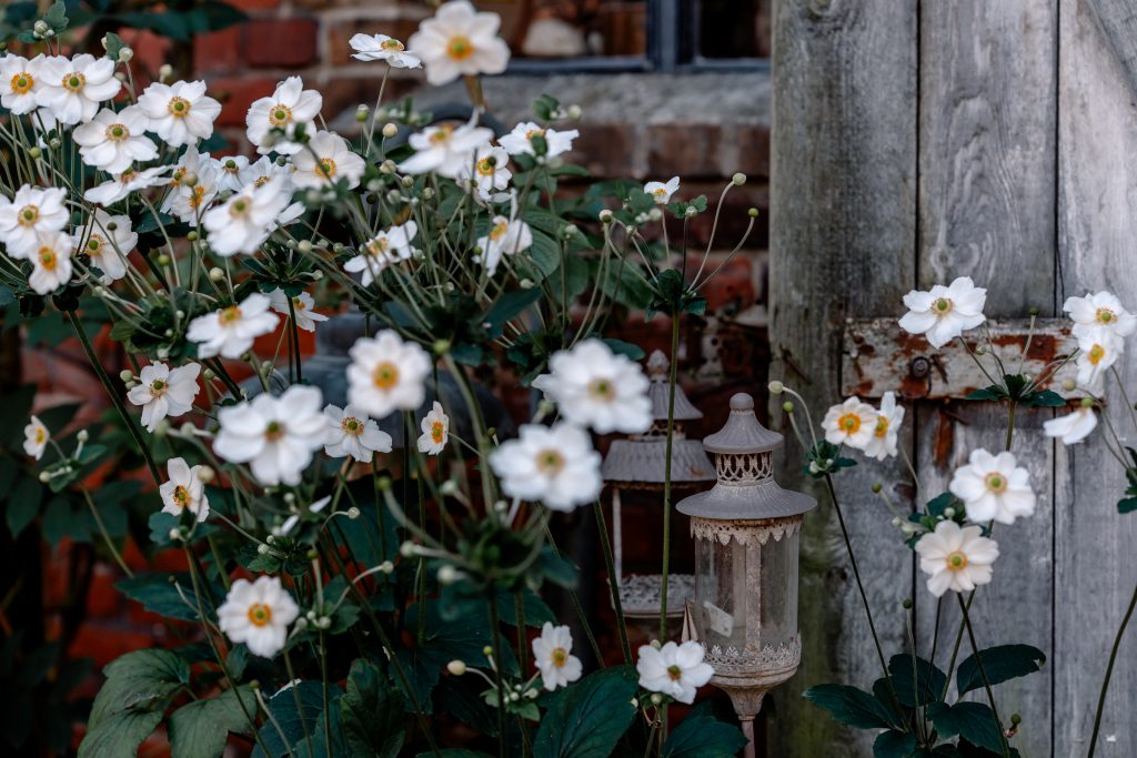 Ferneblumige weiße Blüten, Holzpfosten, rustikales Gartenbild, schlichte Gartenpergola, Gartenmetall - gut leben Berlin.