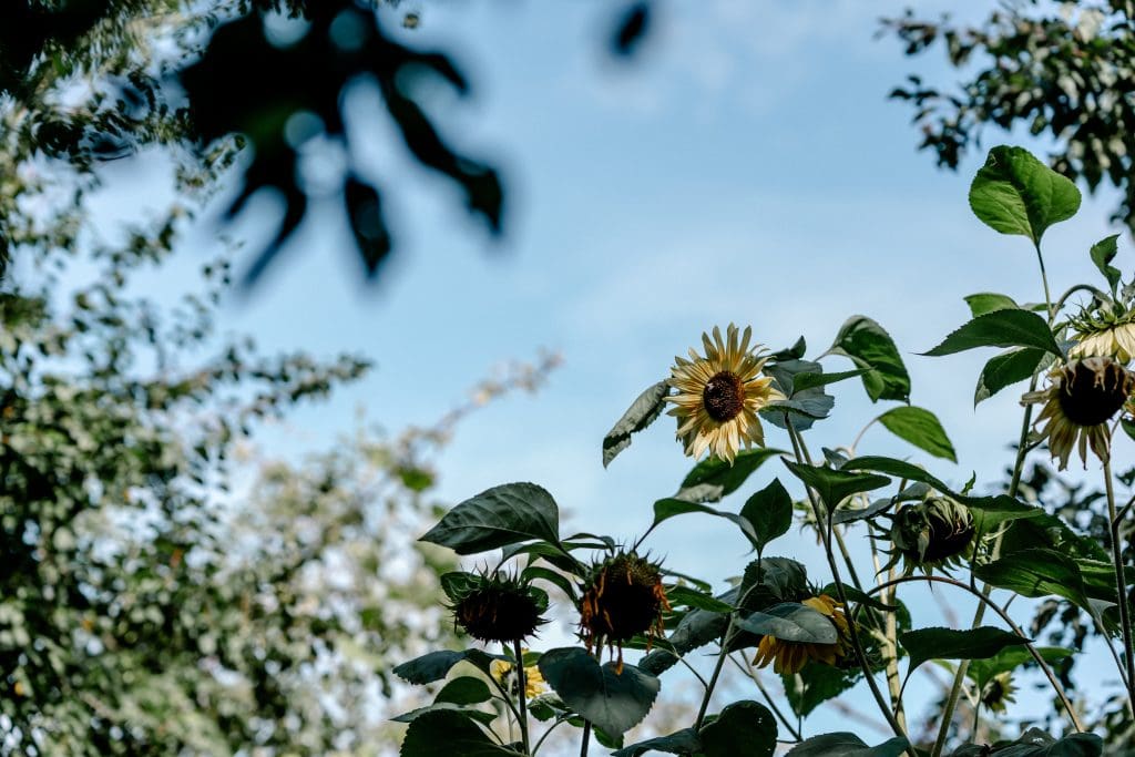 Bunte Sonnenblumen im Garten bei Sonnenlicht für gesundes Leben und Wohlbefinden.