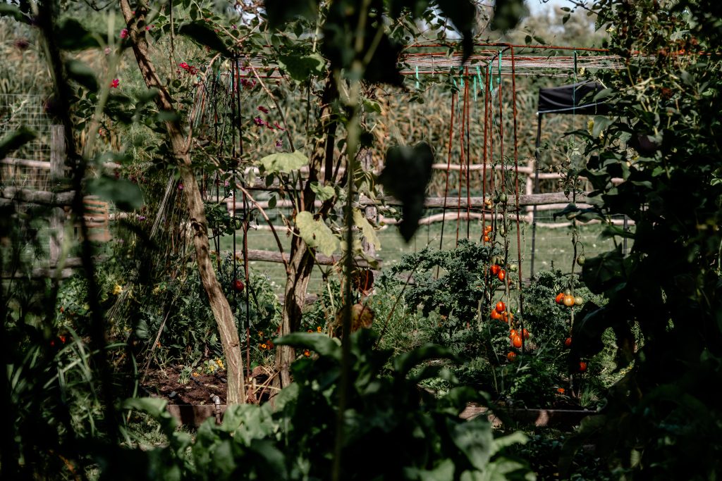 Üppiger Gemüsegarten mit Tomaten und rankenden Pflanzen im nachhaltigen Gartenprojekt.
