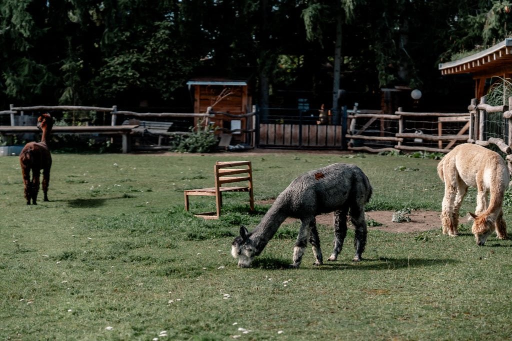 Eigene Tierhaltung in ländlichem Ambiente, Natur erleben bei Gut Leben Berlin.