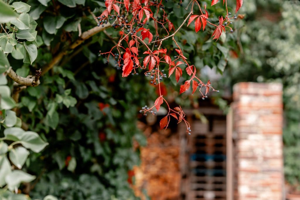 Blaue Weinbeeren auf roten Herbstblättern vor Ziegelmauer, Naturmotiv, entspannte Gartenatmosphäre.