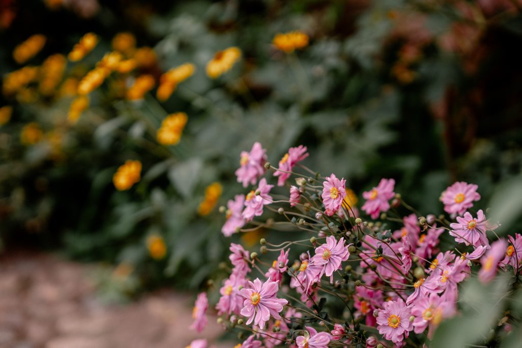Bunte Blumen im Garten f&uuml;r gesundes Leben und Wohlbefinden.