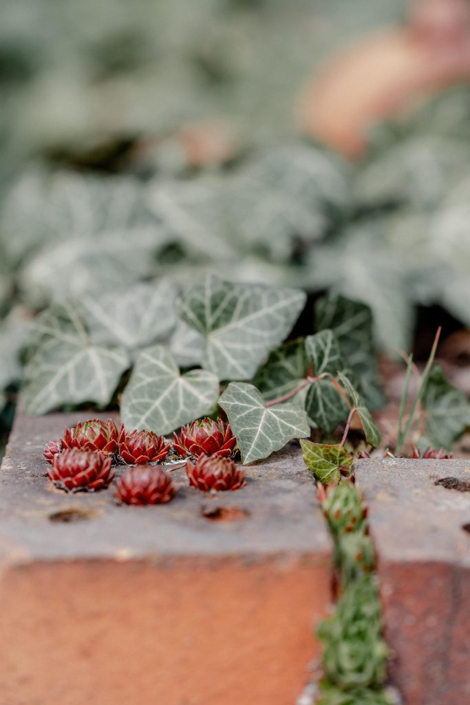 Naturheilpflanzen und Sukkulenten auf einem Backstein, nachhaltige Gesundheit und Balance.