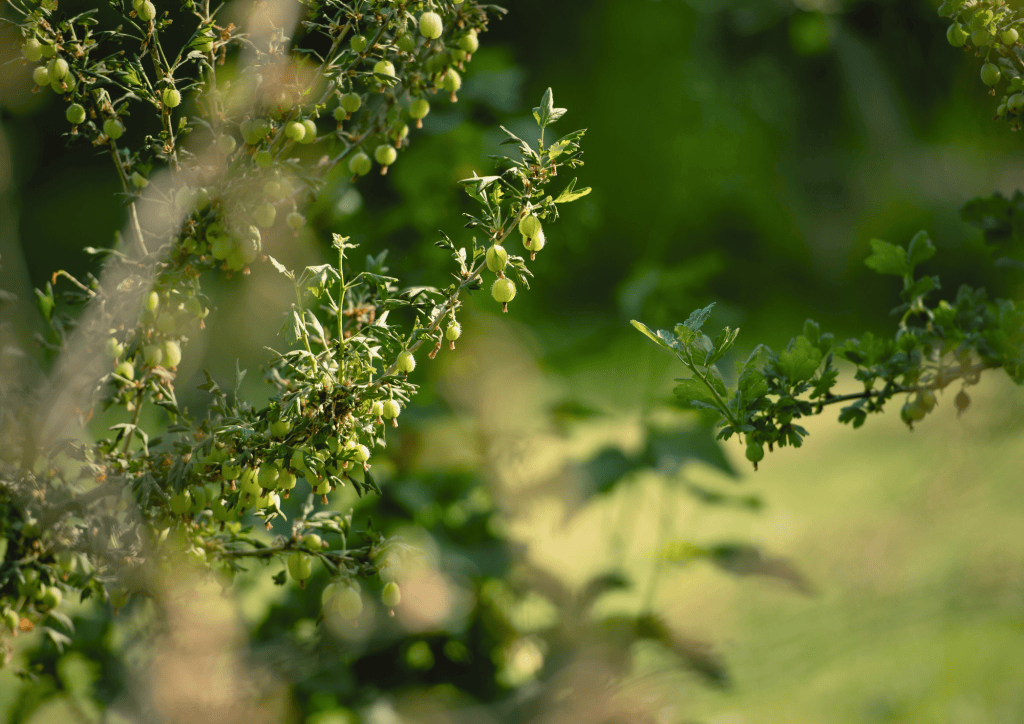 Frischer Kr&auml;uter- und Beerenstrauch, Naturgarten, nachhaltige Ern&auml;hrung, gesunde Pflanzen, Bio-Gartenanbau.