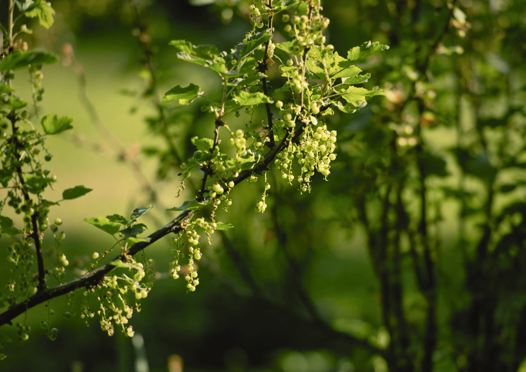 Fr&uuml;hling, Weinreben, Natur, nachhaltige Landwirtschaft, Bio-Weinberg, gr&uuml;ner Wein, Weinbl&auml;tter, mehrj&auml;hrige Reben, &ouml;kologischer Weinbau, Harmonie mit Natur.