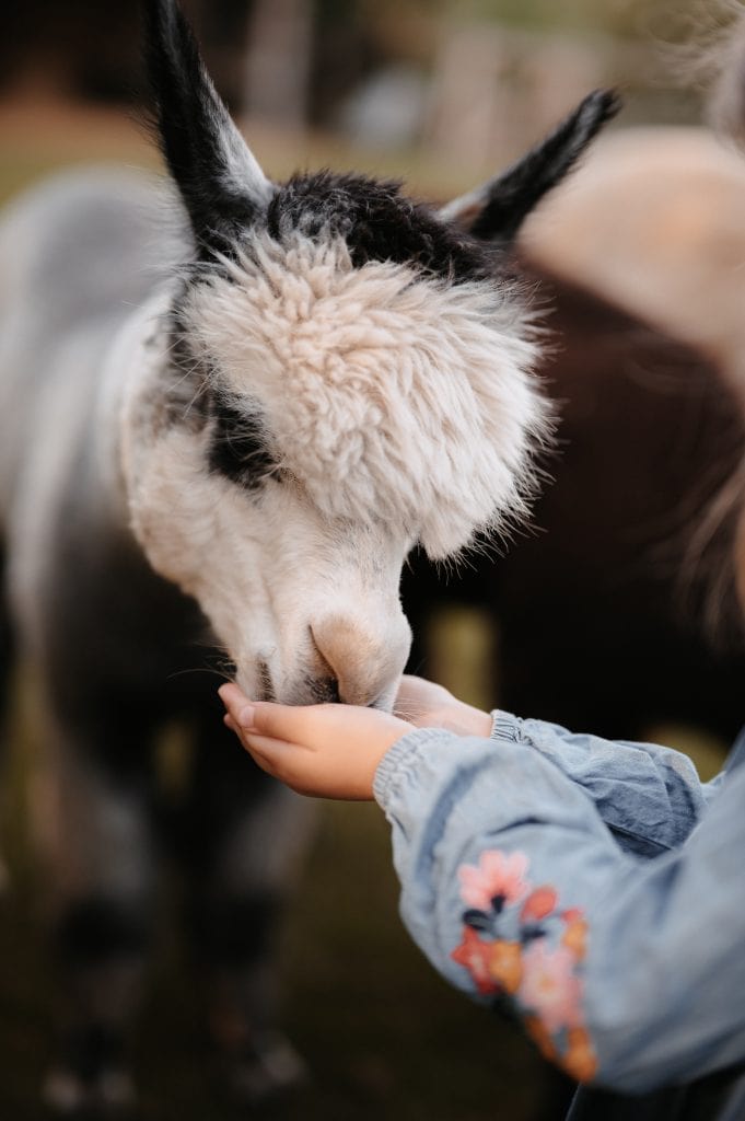 Rentier mit freundlicher Hand im Tierhof Berlin.