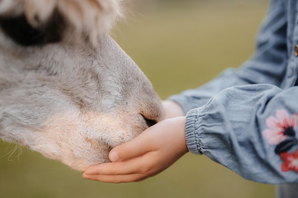 Sanftes Berühren eines Hundes durch eine Kinderhand, Wohlfühl-Tiertherapie, Tiergestützte Therapie, Tierheilung, emotionale Unterstützung.