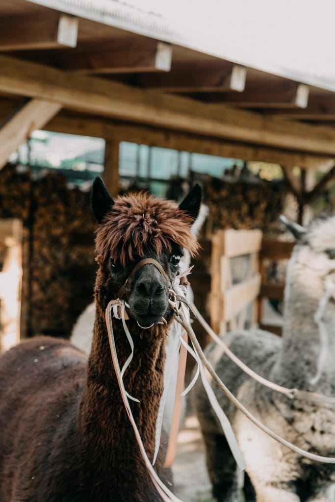 Alpaka mit Zopf, Tierfotografie,户外, Natur, Bauernhof.