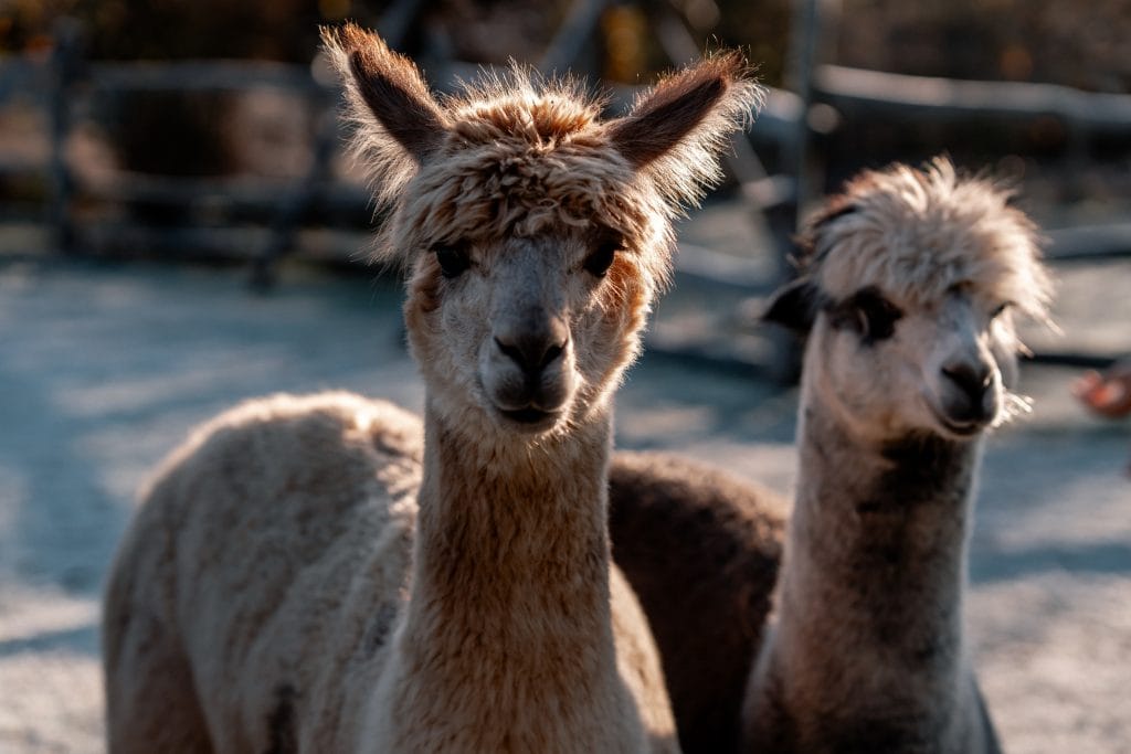 Alpaca im Sonnenlicht, idyllische Tierhaltung in Berlin, nachhaltige Tierpflege, Gut Leben.