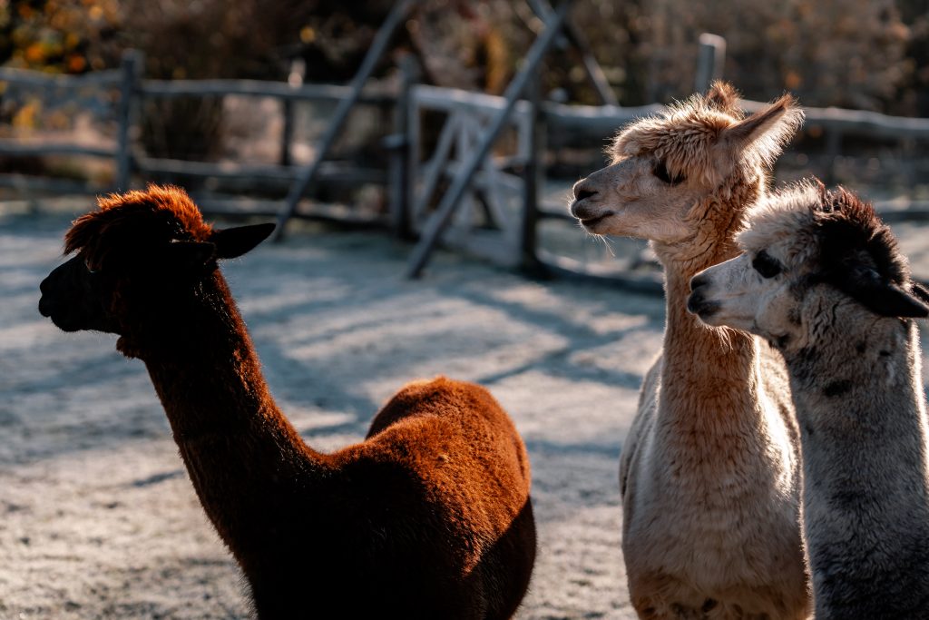 Alpacas auf Gut Leben Berlin, nachhaltige Tierhaltung, Naturerlebnis, Bio-Bauernhof.