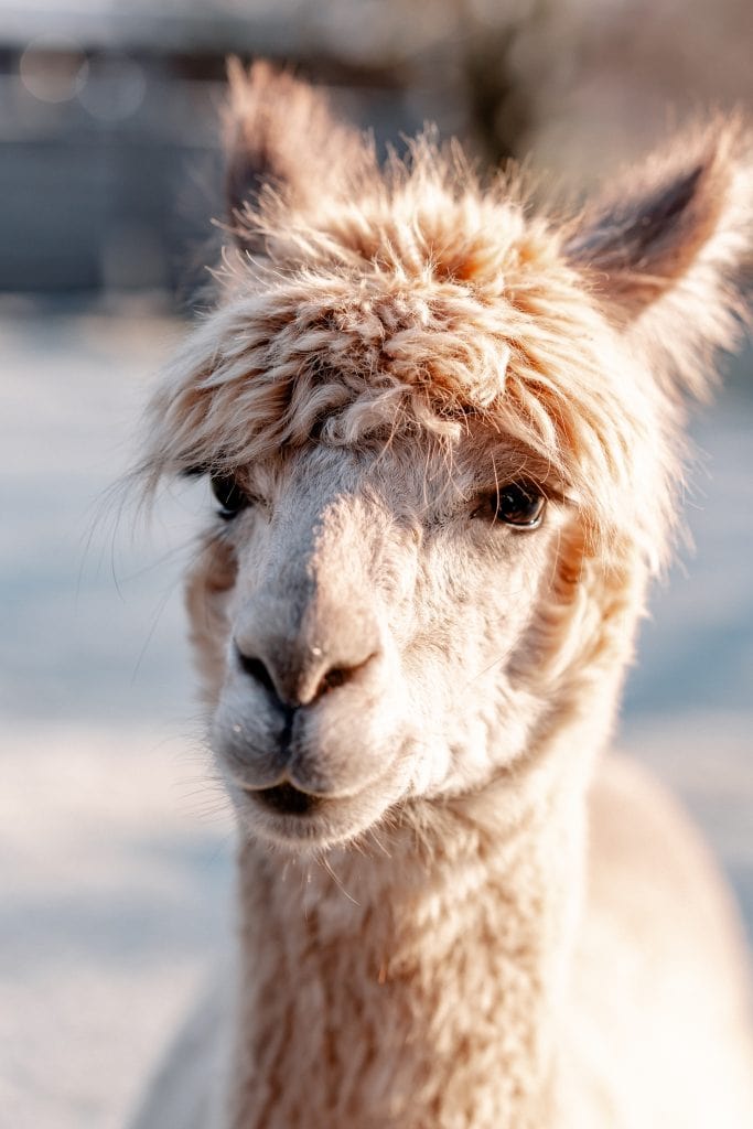 1. Lama-Baby in natürlicher Umgebung, Tierwohl, nachhaltige Tierhaltung.