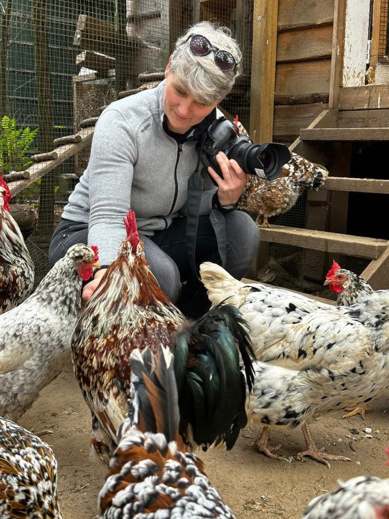 Huhn mit gutem Darmbinkl und Gefieder, bei Gut Leben Berlin.