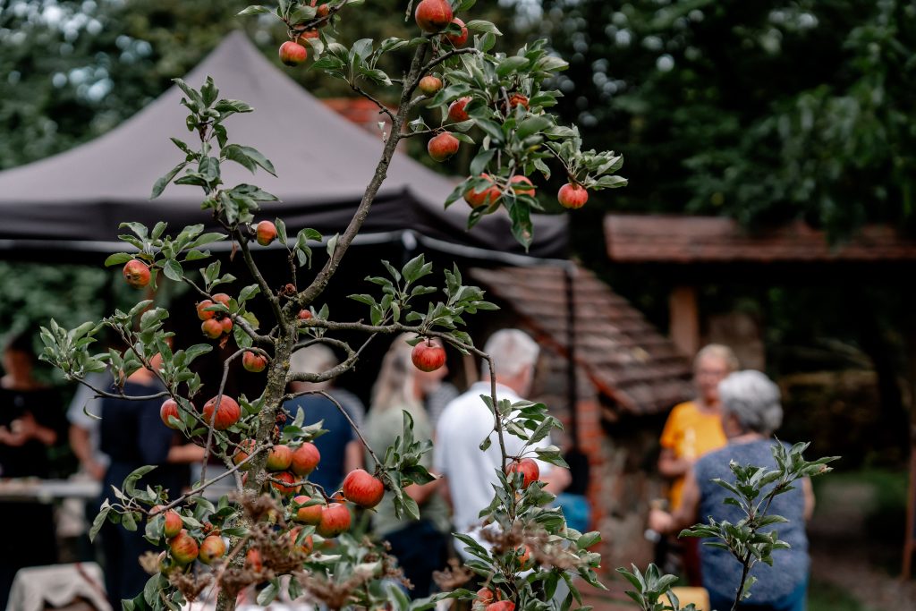 &Auml;pfel am Baum, bei einem geselligen Treffen im Garten von Gut Leben, Berlin.
