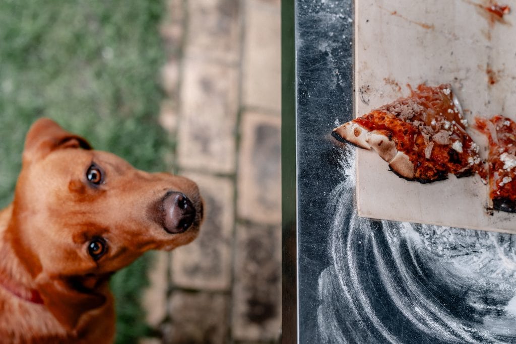 Hundefutter auf Teigplatte, Haustierleben, hochwertiges Hundefutter, Bio-Hundemen&uuml;, Tierern&auml;hrung, Naturhunde.