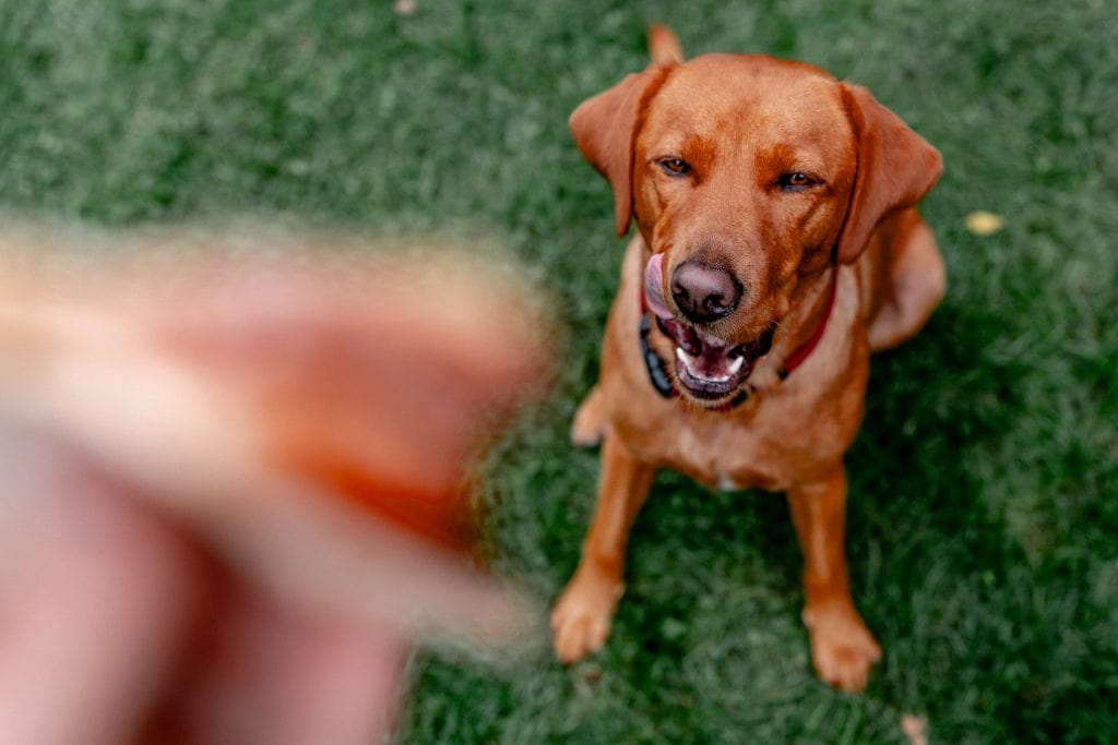 Freundlicher Hund beim Clicker-Training auf gr&uuml;ner Wiese.